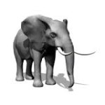 elefant