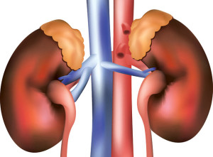 colkidneys-wwwinteractive-biologycom173300286_3946722_20012016_ssa_cmy